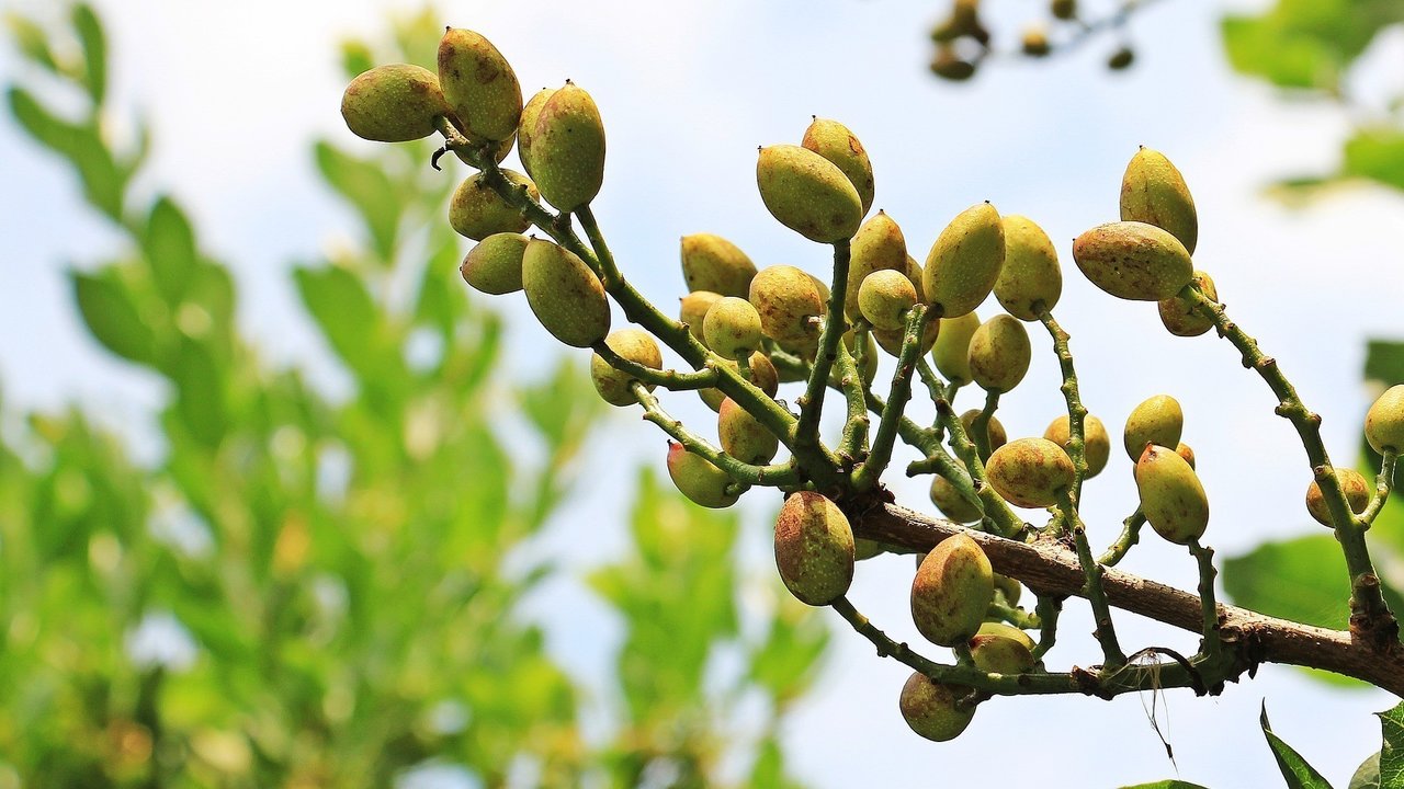 Cultivo del pistacho