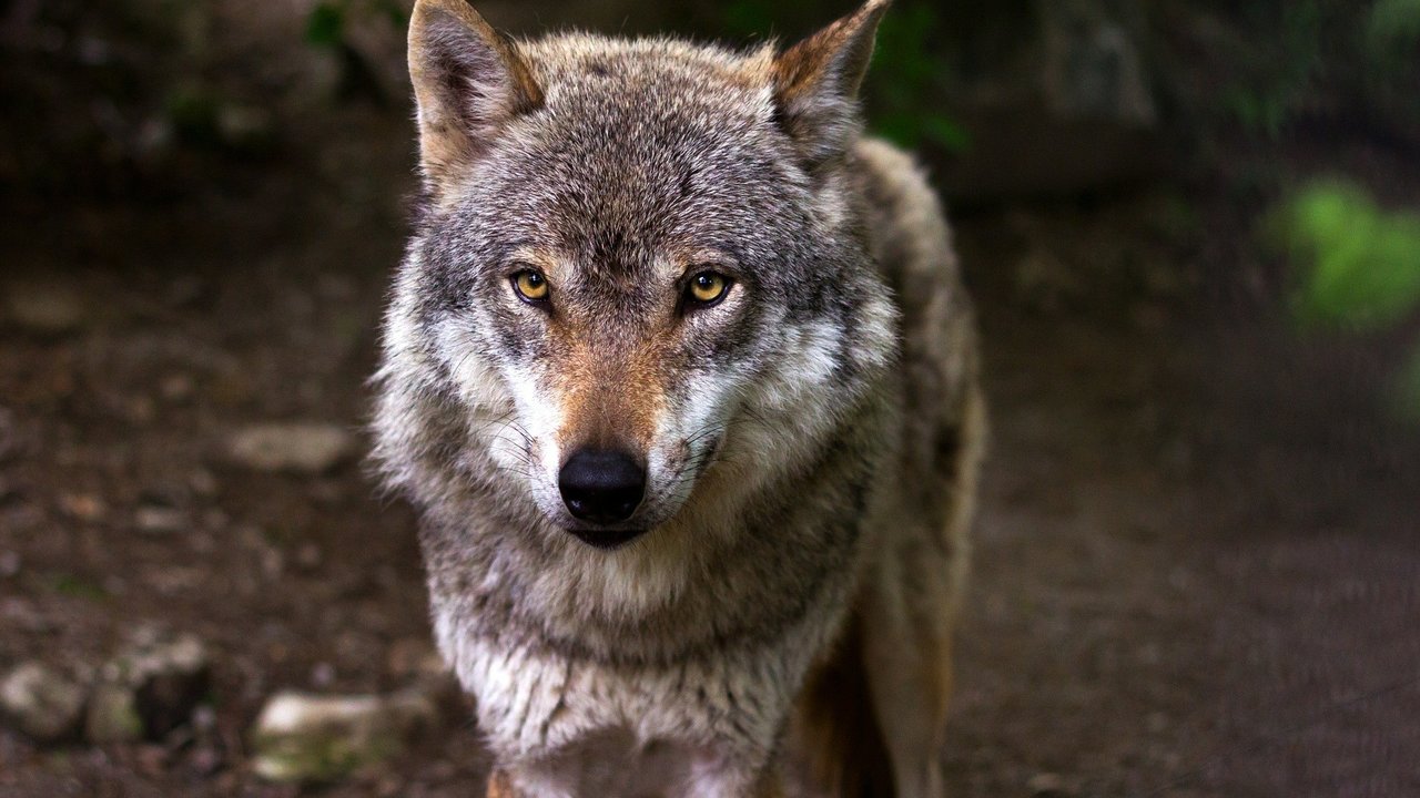 grupo profesional Shuraba Diferencia entre los perros y los lobos