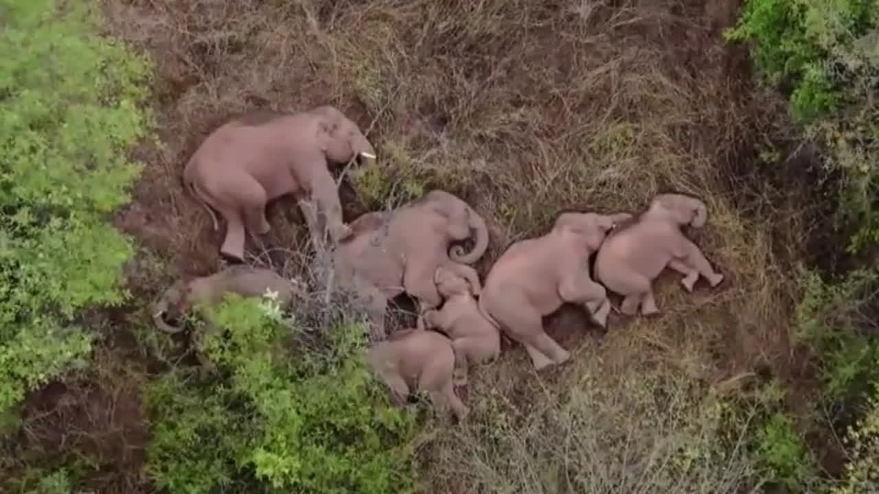 Imagen de los elefantes durmiendo tumbados en China.