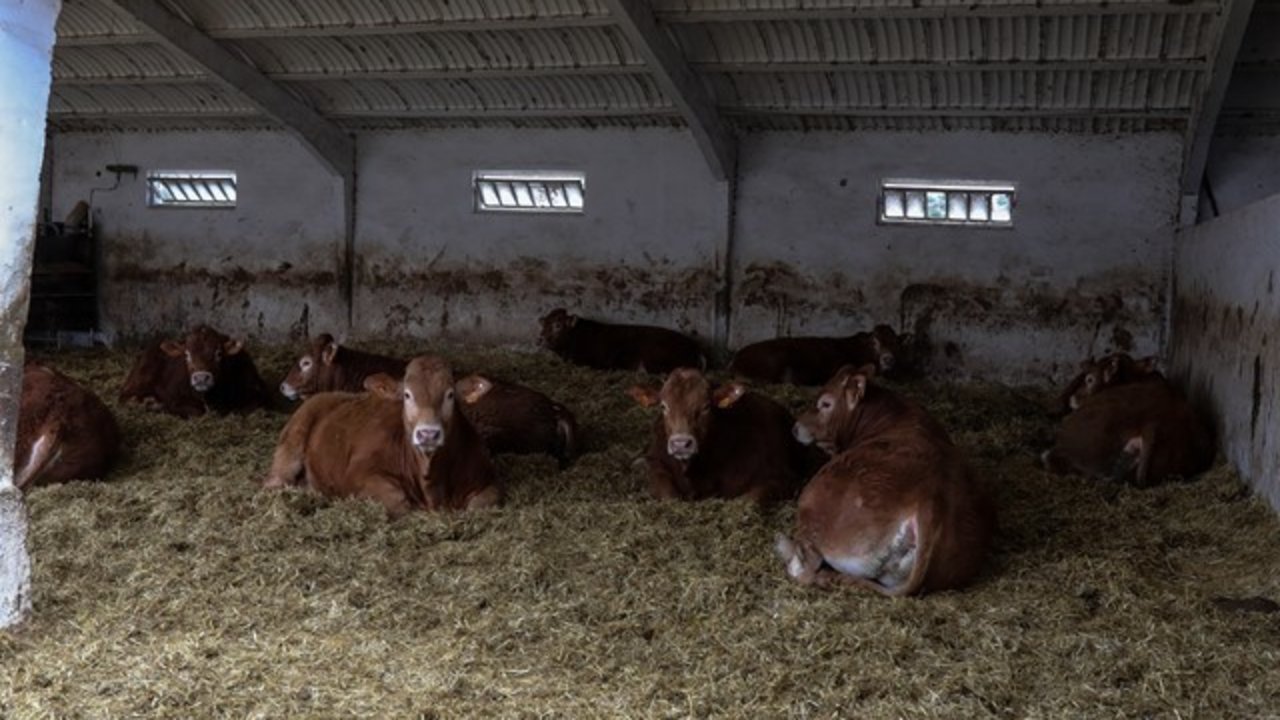 Vacas en las instalaciones de ganado.