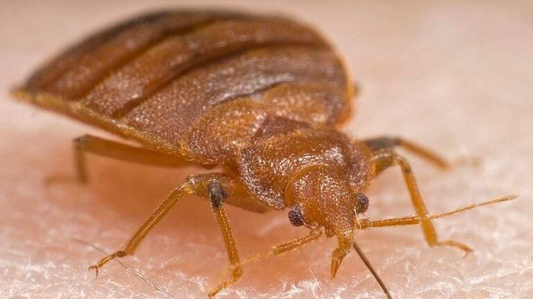 Las chinches presentan cada vez m&aacute;s resistencia a los pesticidas. Foto: Harvard University / Europa Press
