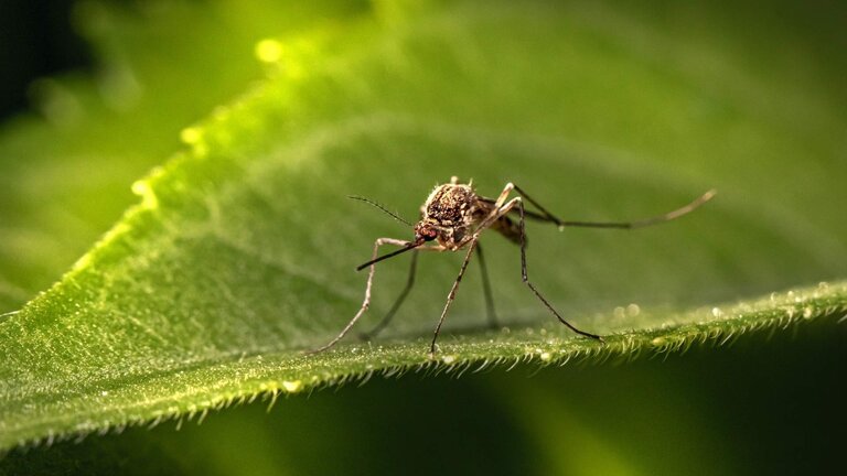 Mosquito tigre. Foto: ITI / Europa Press