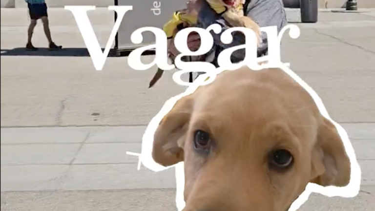 Cachorro aprendiz de perro gu&iacute;a, Vagar.