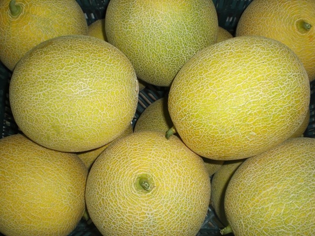 Sandías y melones con semilla nacional cultivados en Senegal abastecen la demanda en España fuera de temporada.