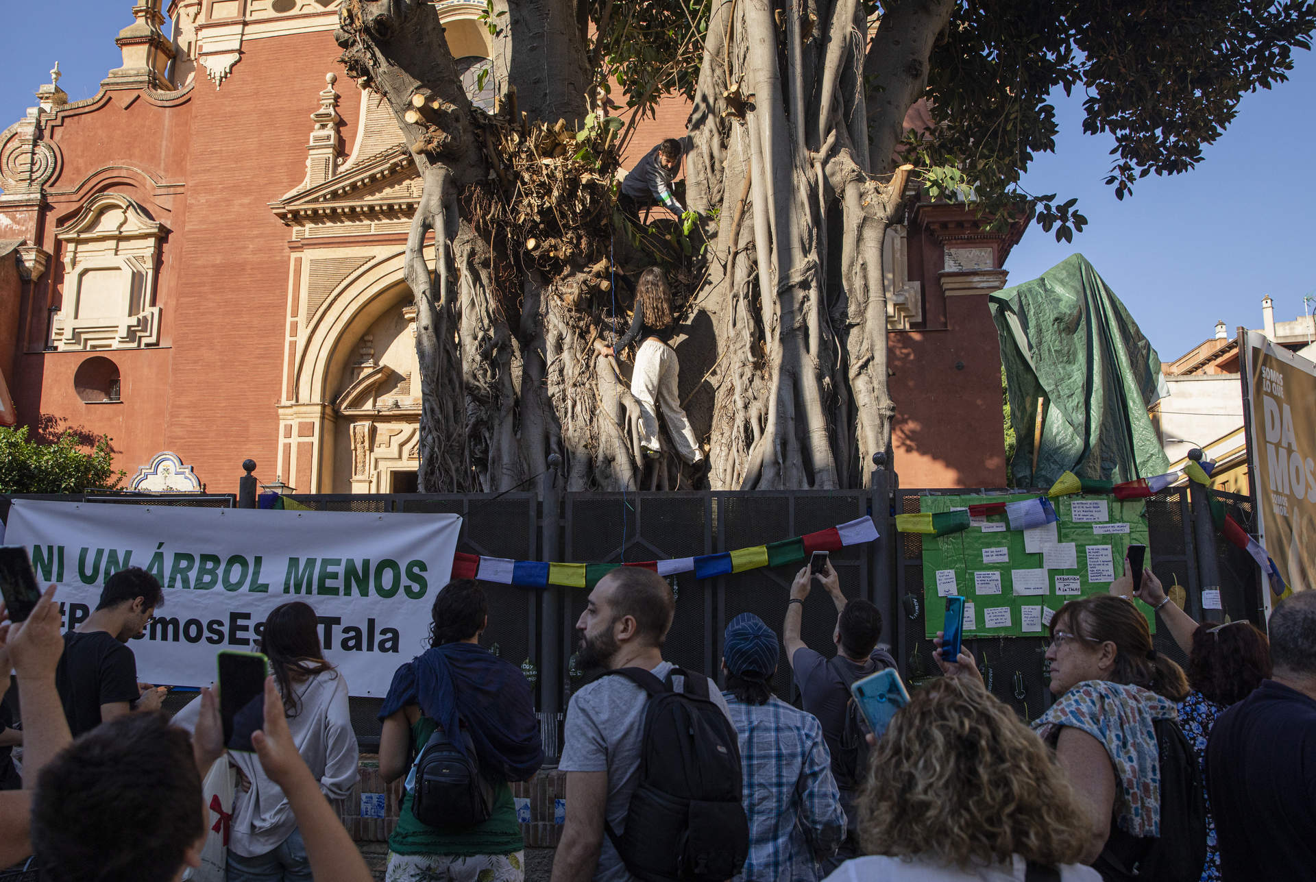 Greenpeace pide &quot;recuperar&quot; el ficus centenario de Sevilla cuya tala ha quedado suspendida