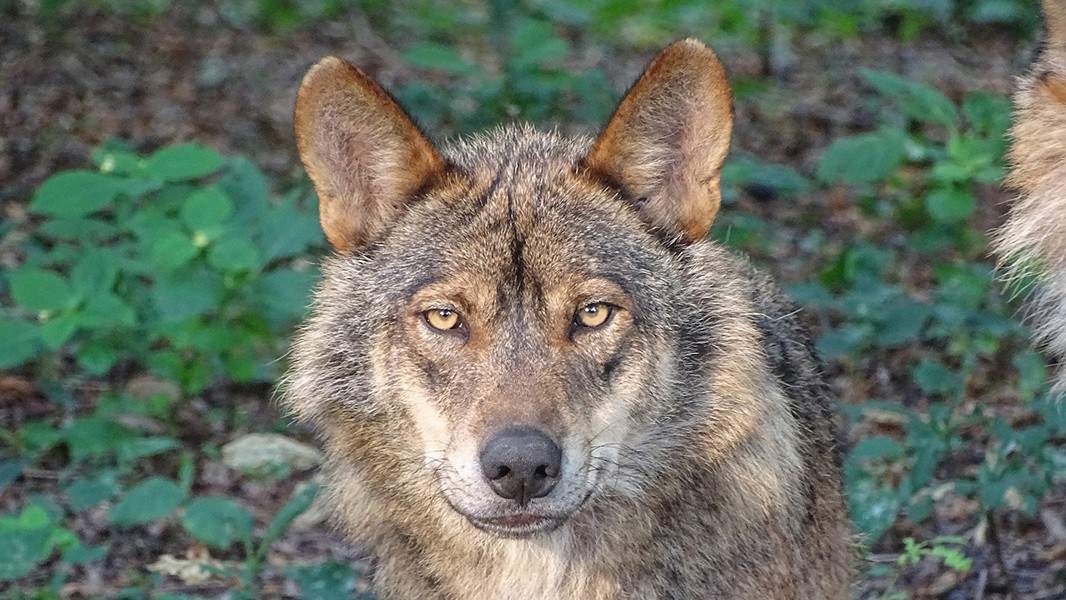 La AN descarta suspender la extracción y captura controlada de lobos por parte de las comunidades autónomas