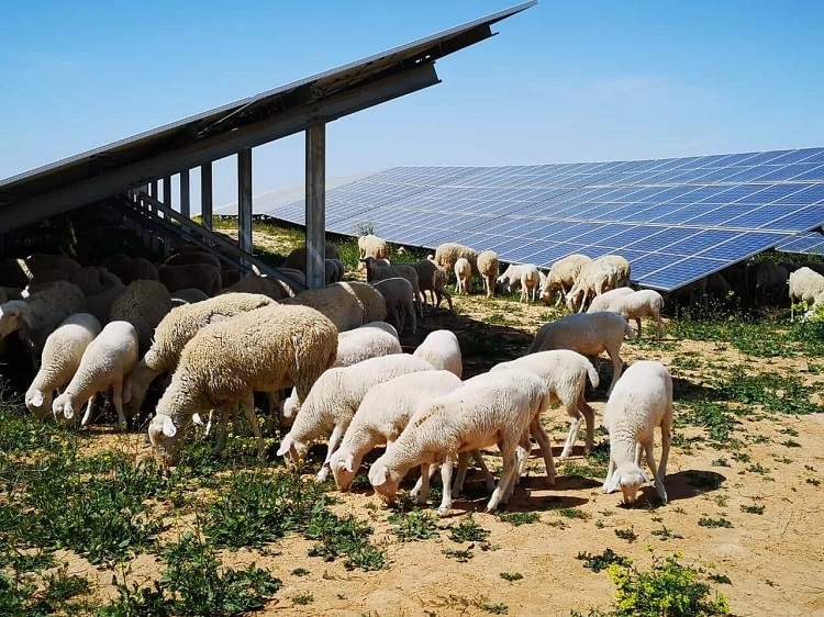 Dos plantas fotovoltaicas de Iberdrola obtienen el Sello de Excelencia para la Sostenibilidad de UNEF