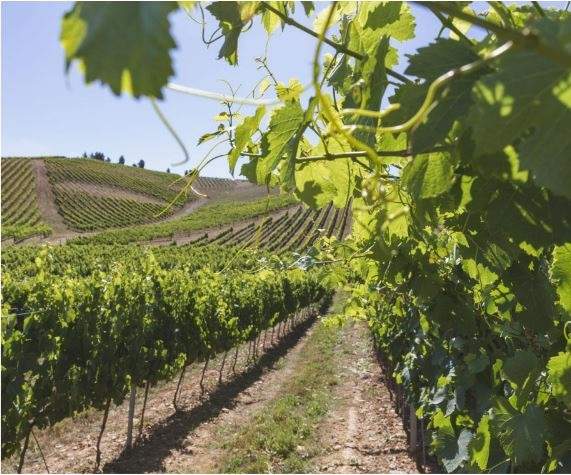 Viñedos de la familia Moro en el Bierzo