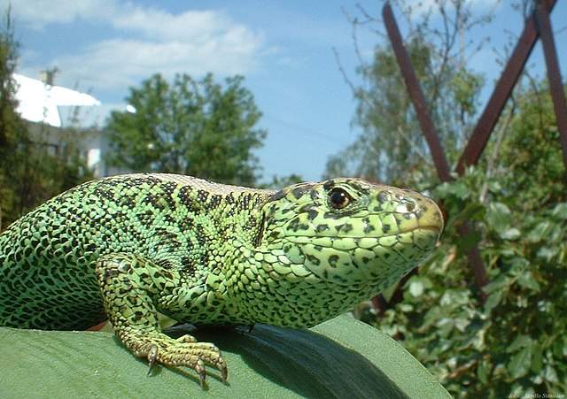 Día Mundial del Lagarto. Fuente |Wikipedia.