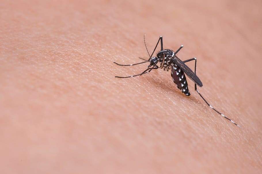 Día Internacional contra el Dengue. Fuente |Pxfuel.