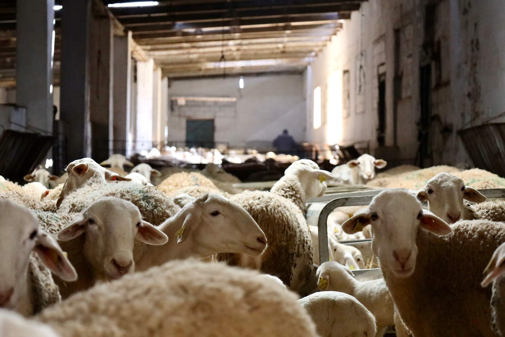 C-LM levanta las últimas restricciones a los movimientos ganaderos por la viruela ovina y caprina
