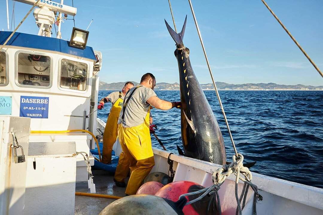 ‘Los 5 Pasos Mackintosh’, es decir, una captura sin estrés para el atún