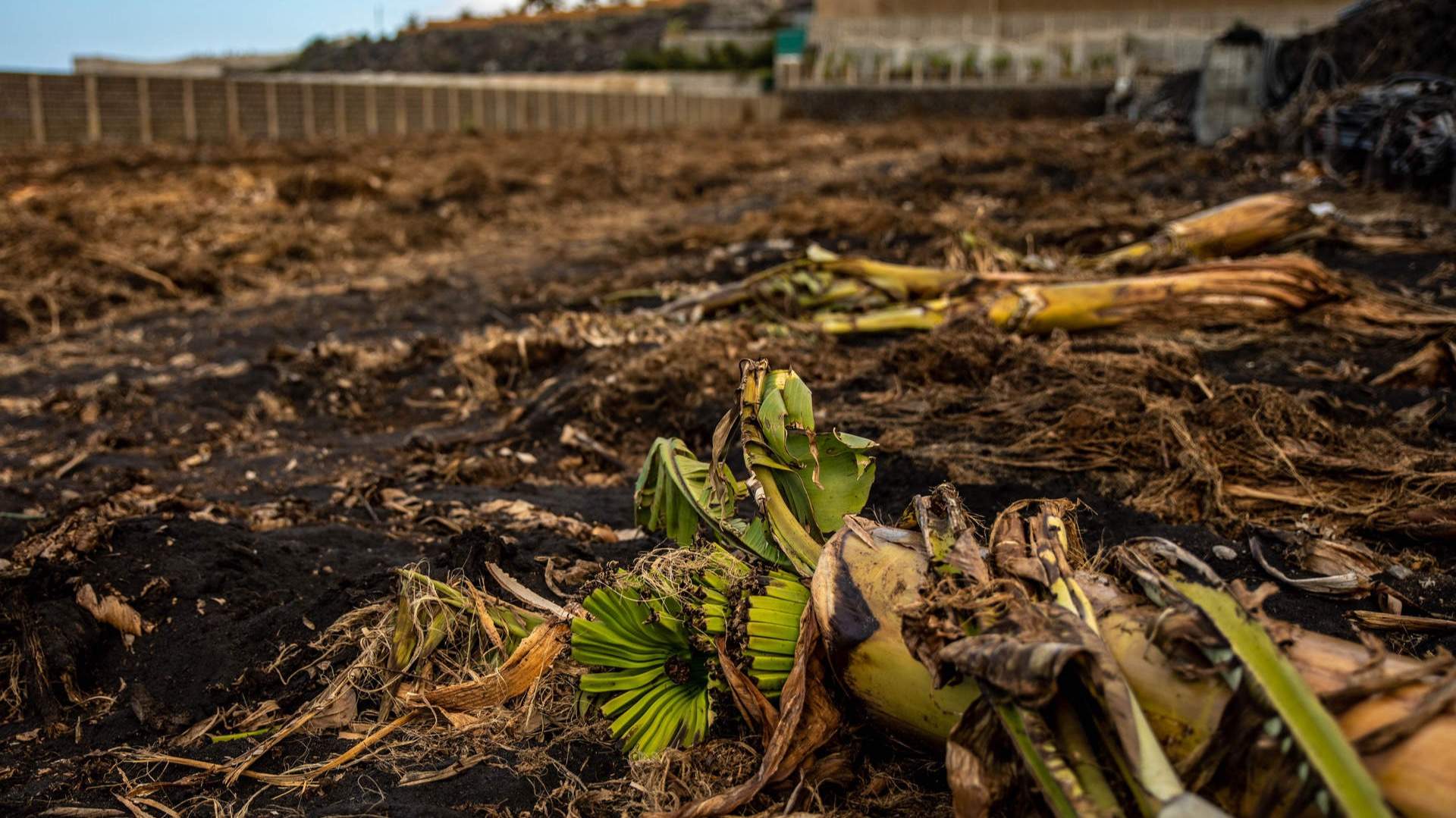 Restos de una platanera en una finca a 13 de febrero de 2022, en Las Manchas. Kike Rincón / Europa Press