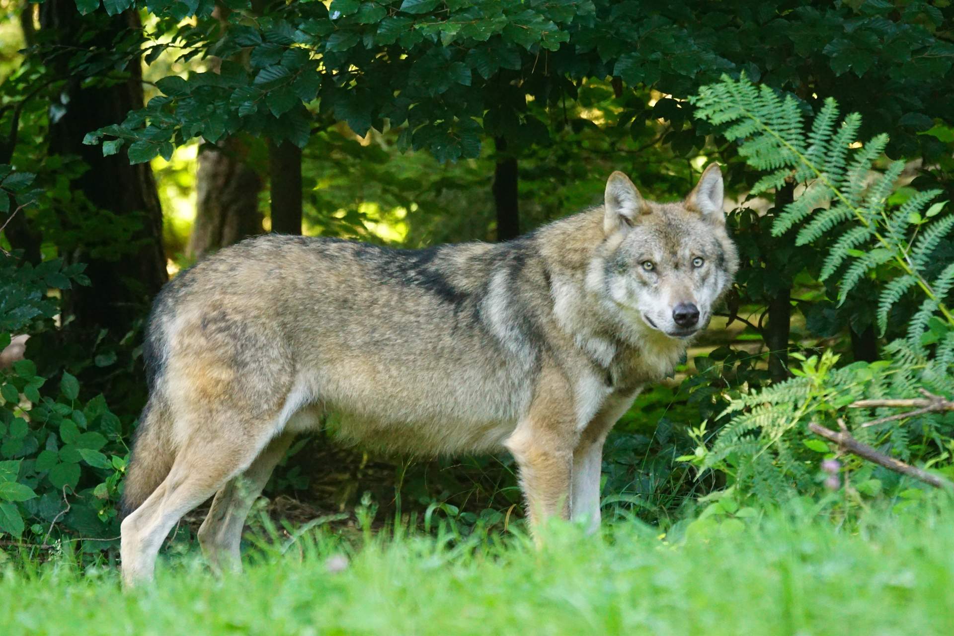 El TSJC estima también los recursos de Ascel contra la extracción de lobos del Gobierno cántabro en 2022