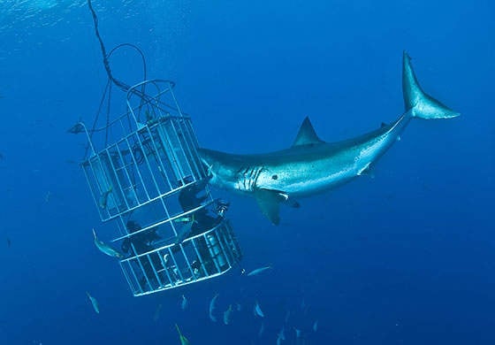 Tiburon mordiendo la jaula donde van tres buceadores