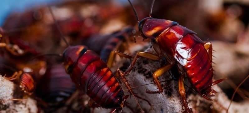 Primer plano de la cucaracha americana. Foto: Europa Press