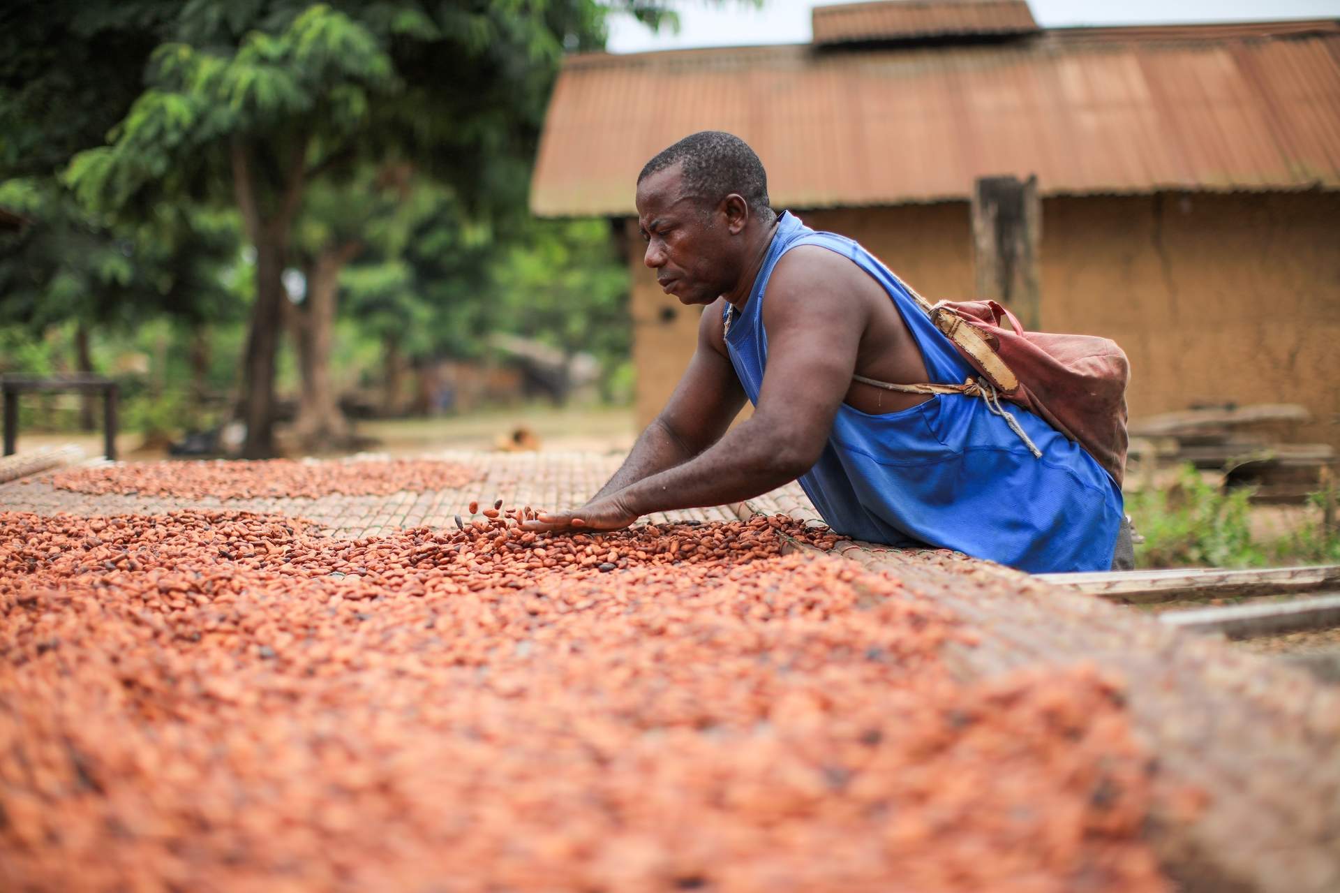 El cacao se desploma más de un 13% y cae por debajo de la barrera psicológica de los 10.000 dólares