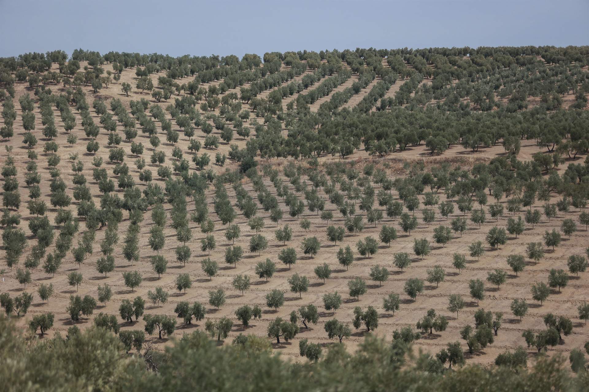 La producción del aceite de oliva se eleva un 28% esta campaña, hasta superar las 850.000 toneladas