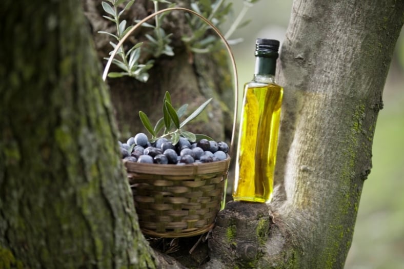 Historia del aceite de oliva